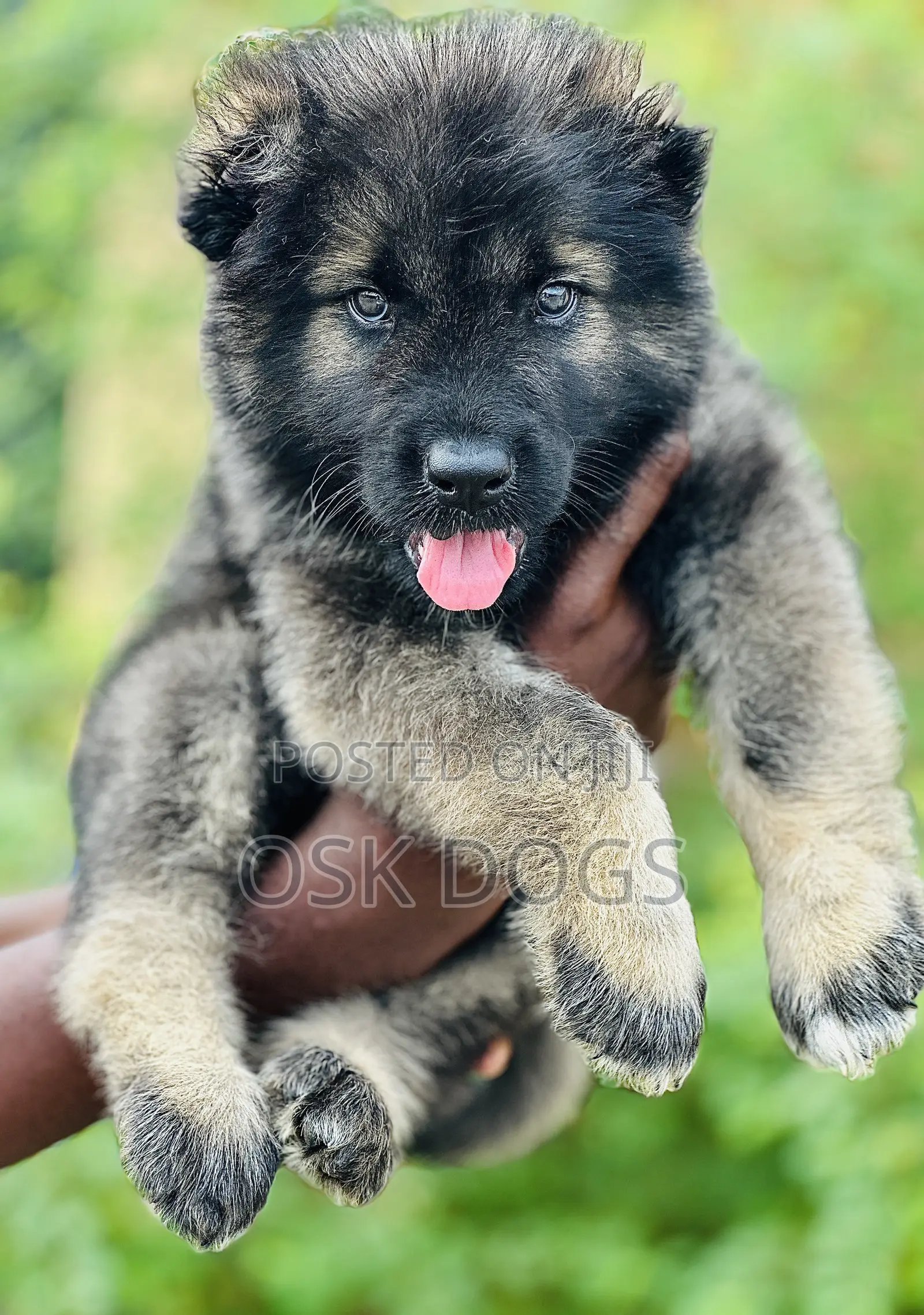 1-3 months Female Purebred Caucasian Shepherd