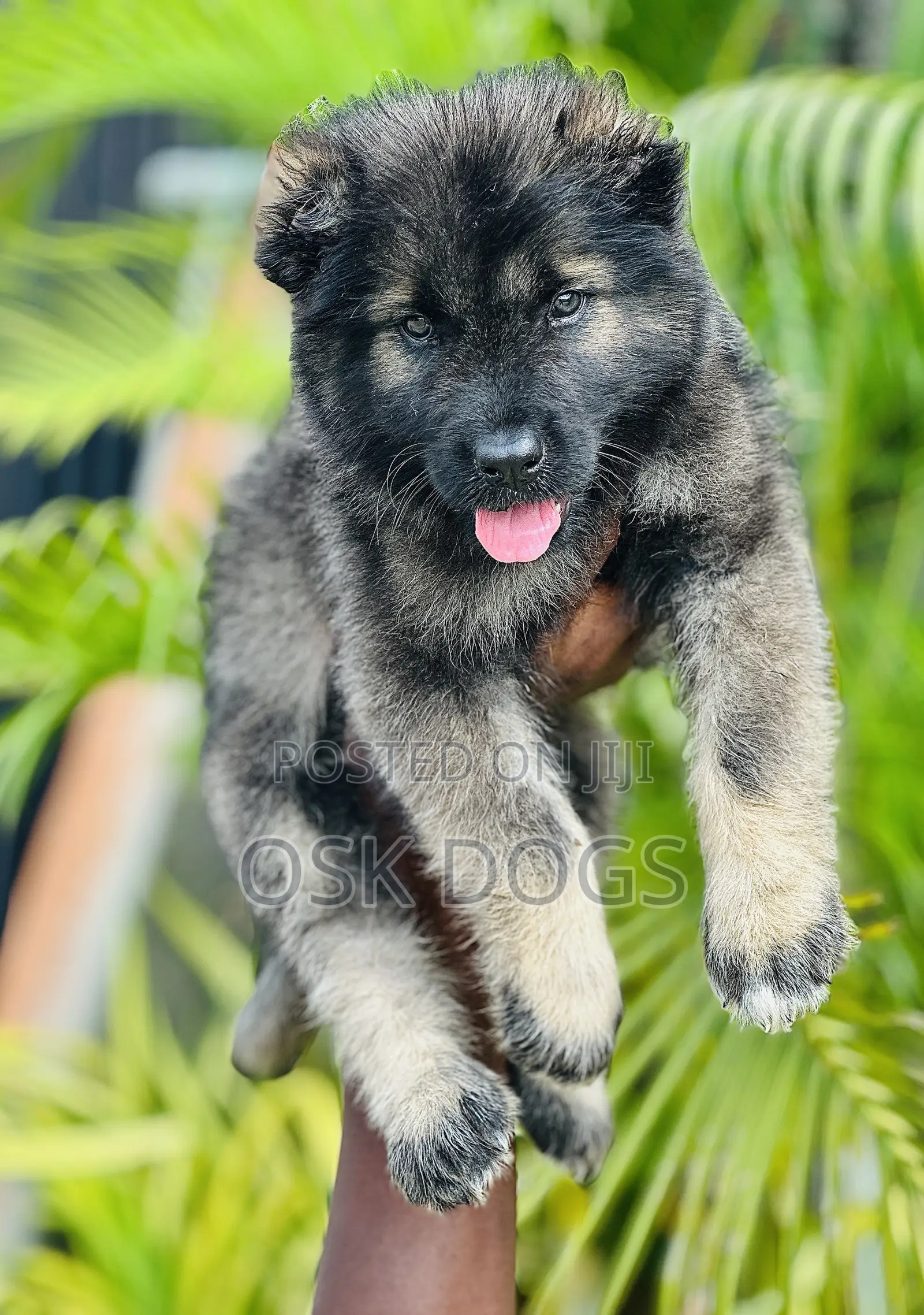 1-3 months Female Purebred Caucasian Shepherd