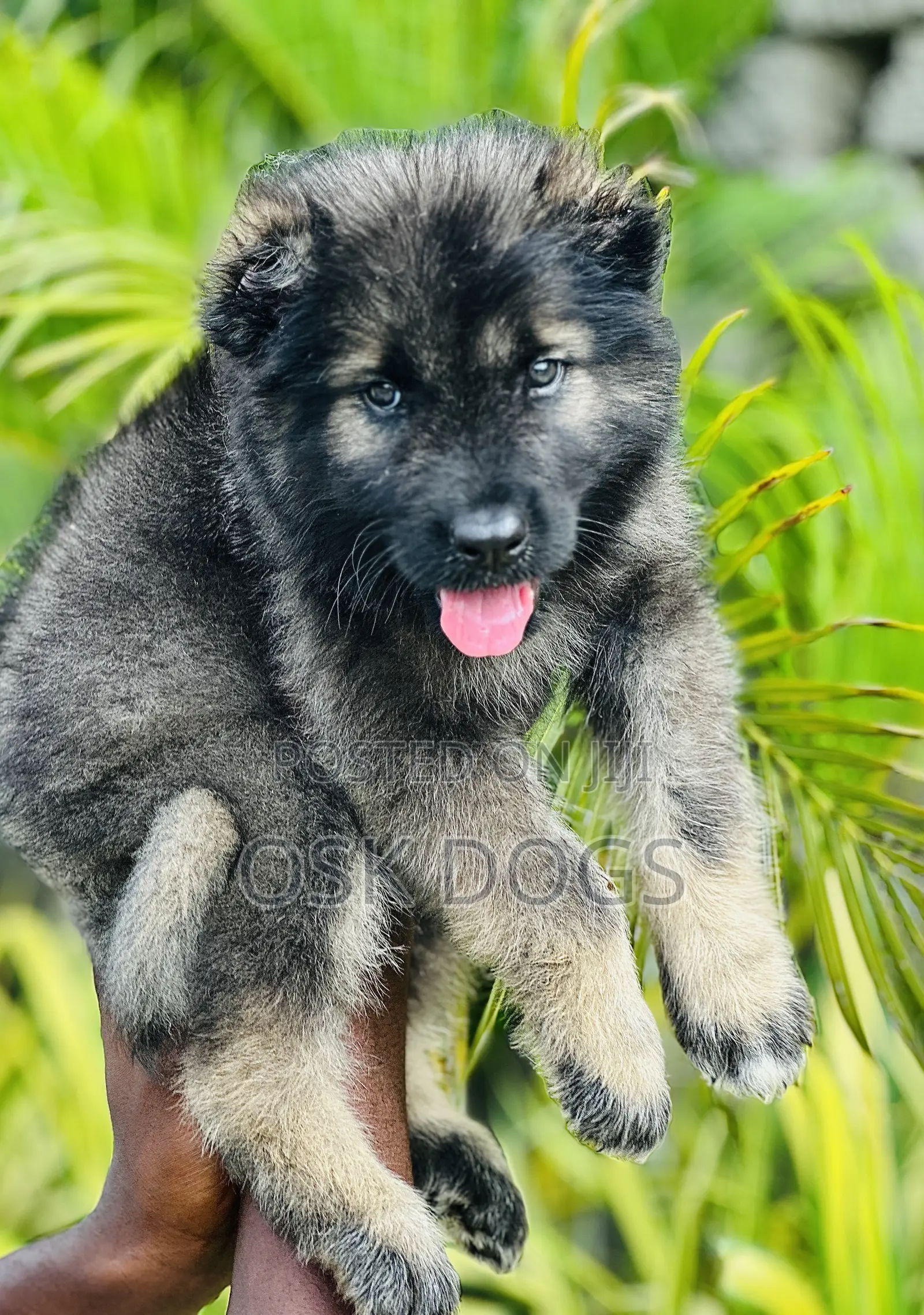 1-3 months Female Purebred Caucasian Shepherd