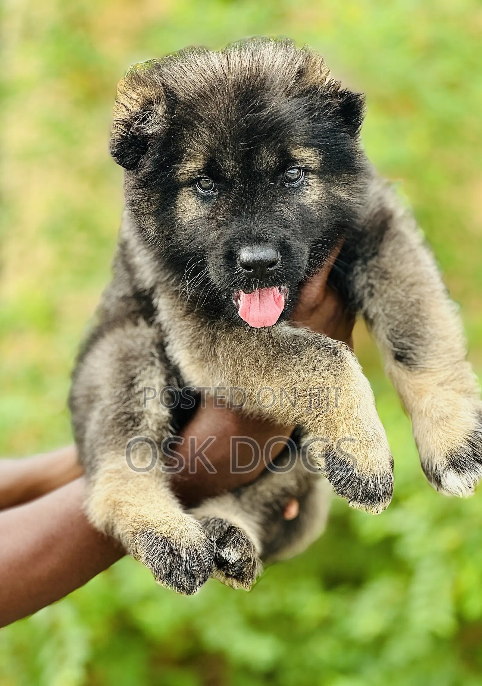 1-3 months Female Purebred Caucasian Shepherd