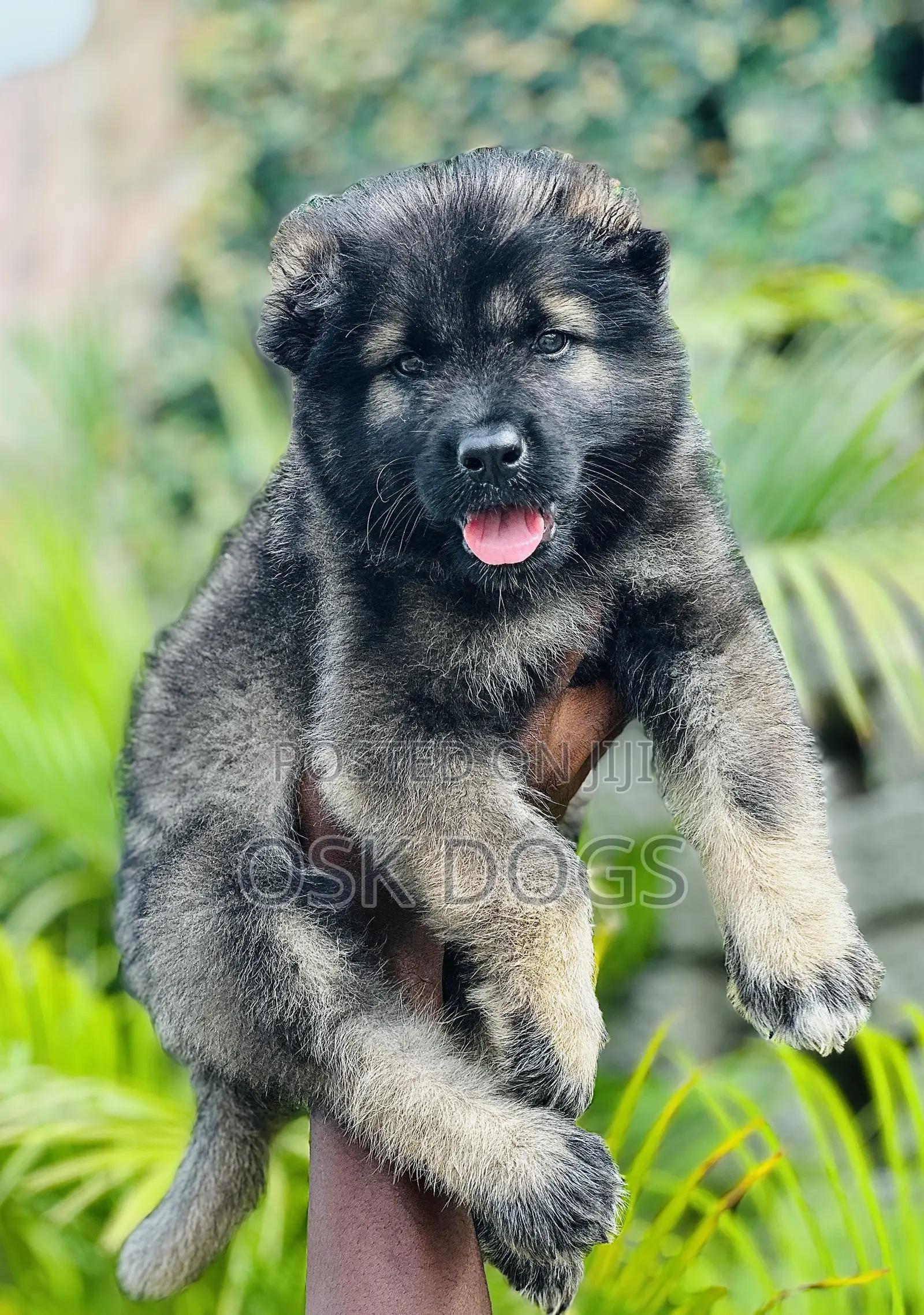 1-3 months Female Purebred Caucasian Shepherd