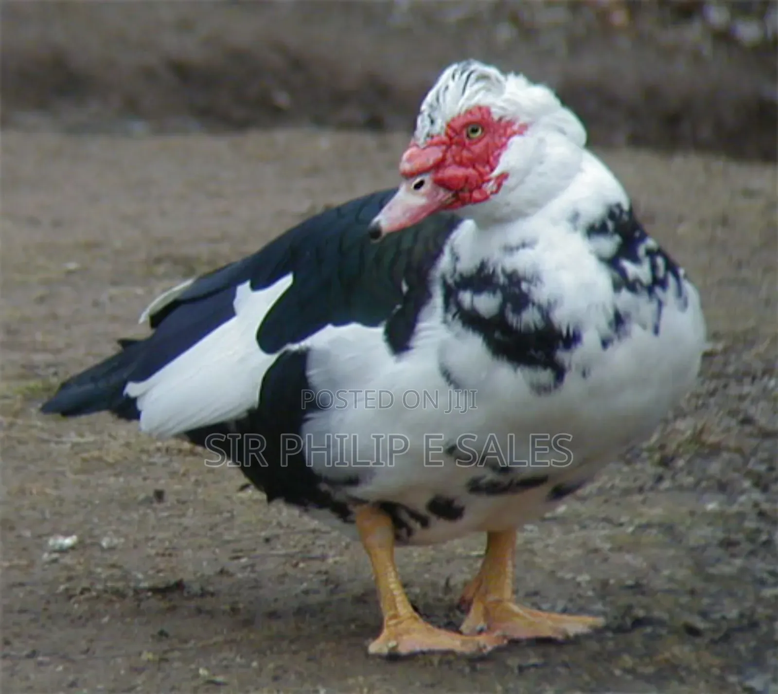 Muscovy Duck Fowl