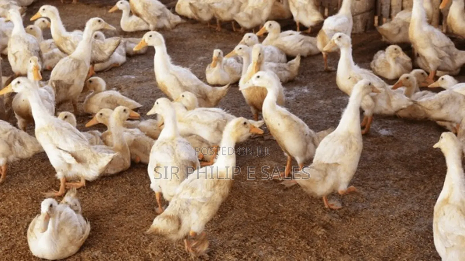 Muscovy Duck Fowl