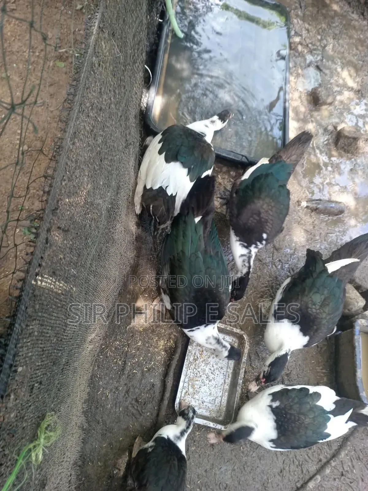 Muscovy Duck Fowl
