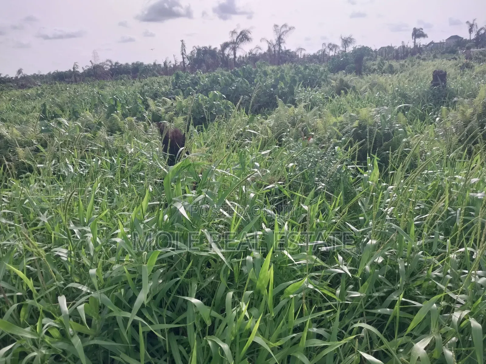 5871sqm Plot on Alexander Road Old Ikoyi Lagos