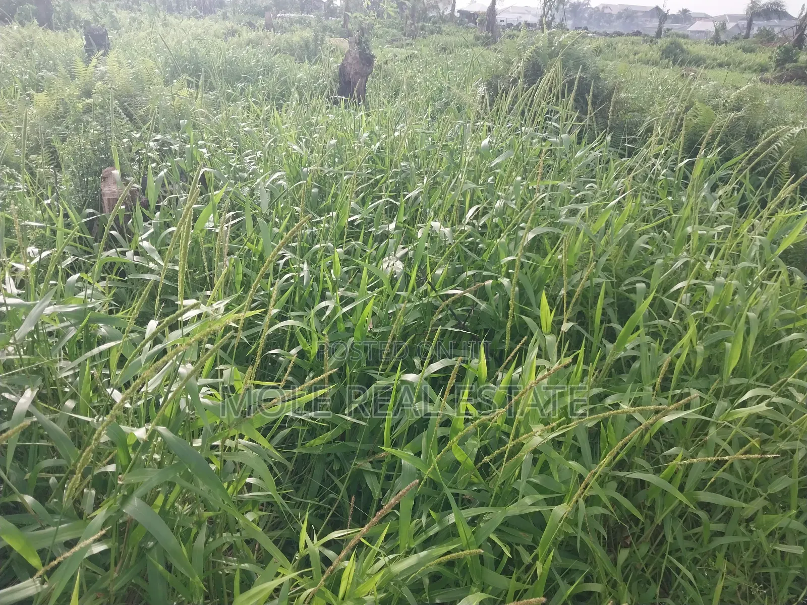 2 500sqm Directly on Alexander Road Ikoyi Lagos