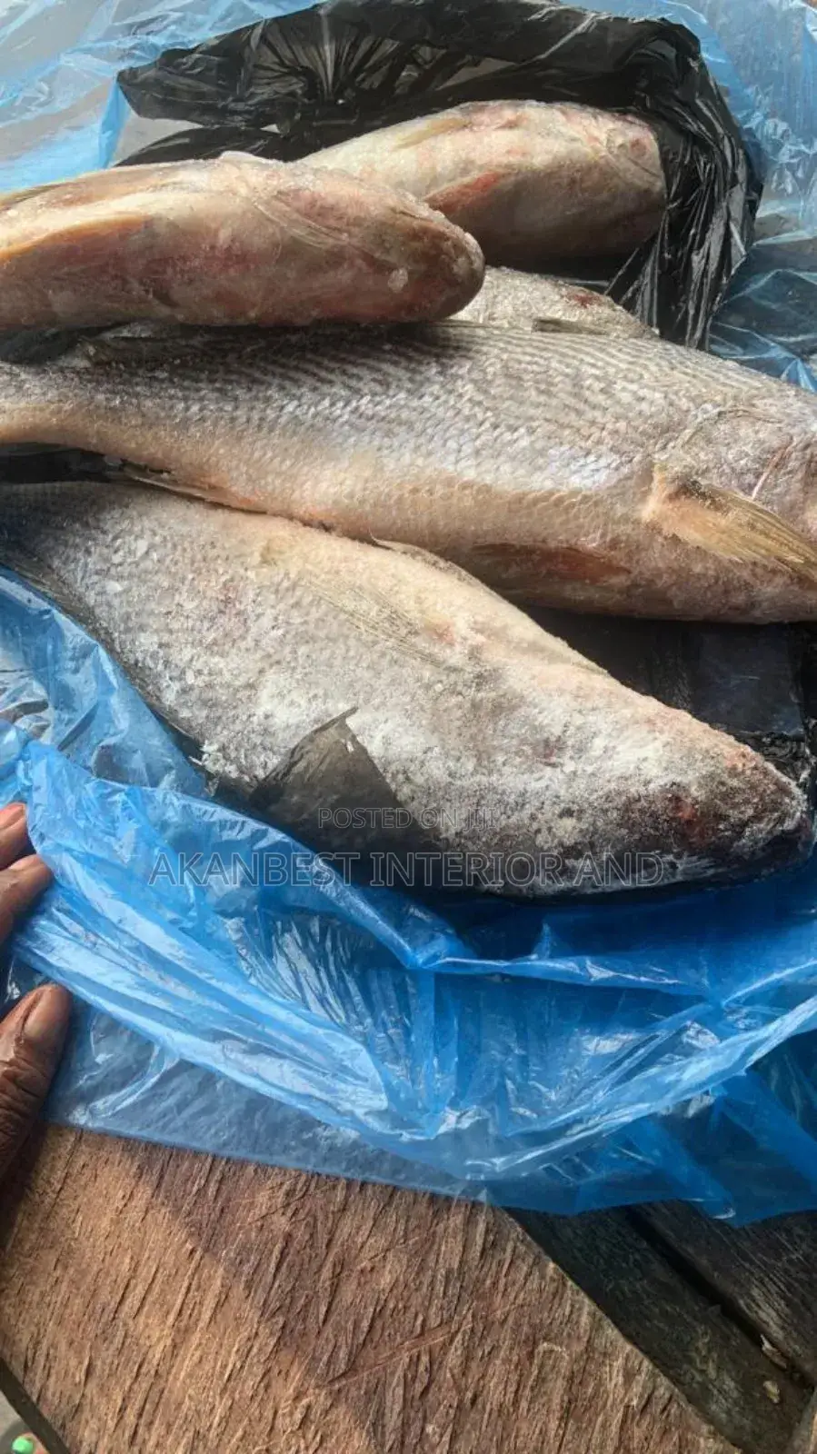 Croaker Fish