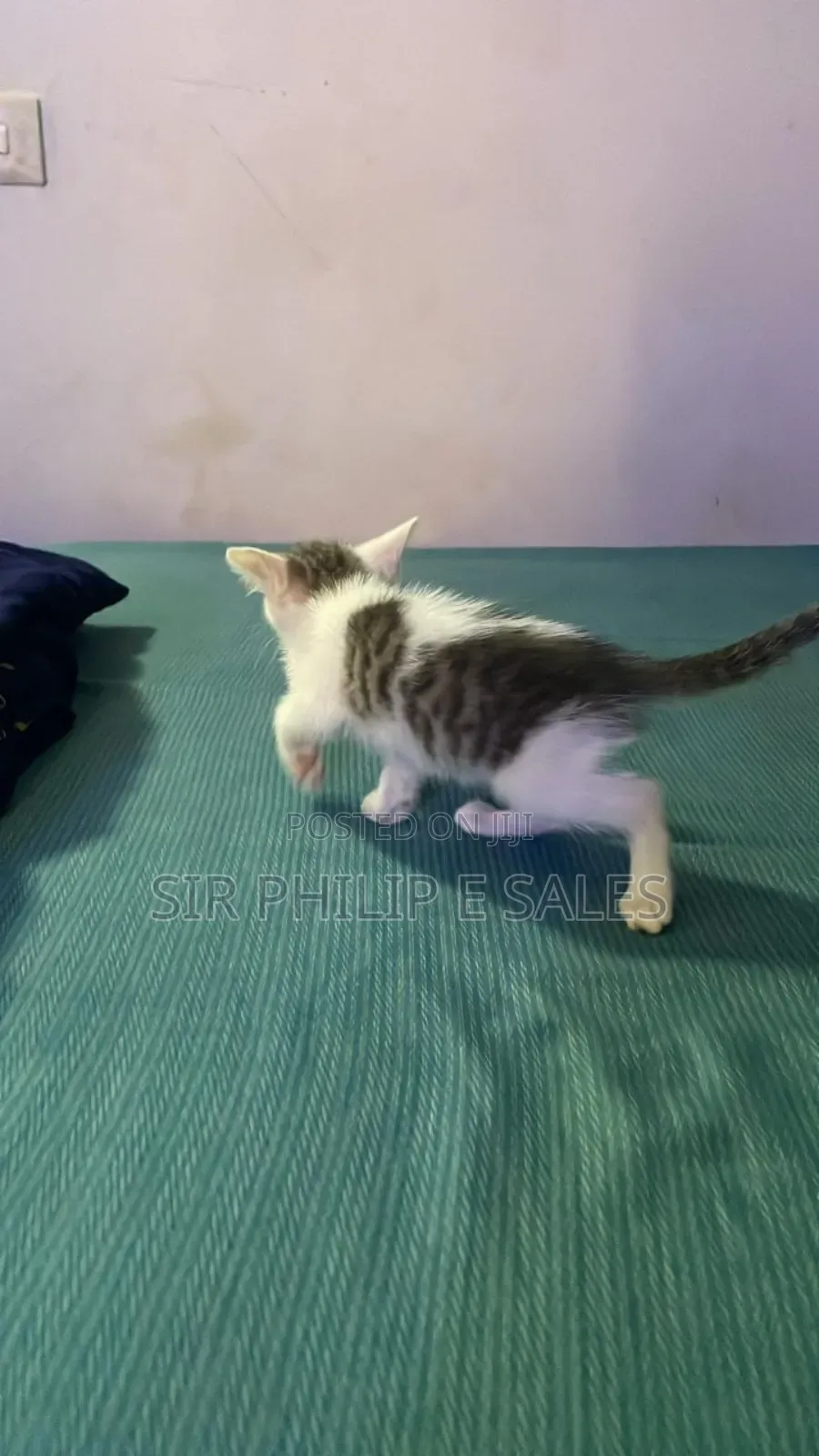 1-3 months Male Purebred Tabby