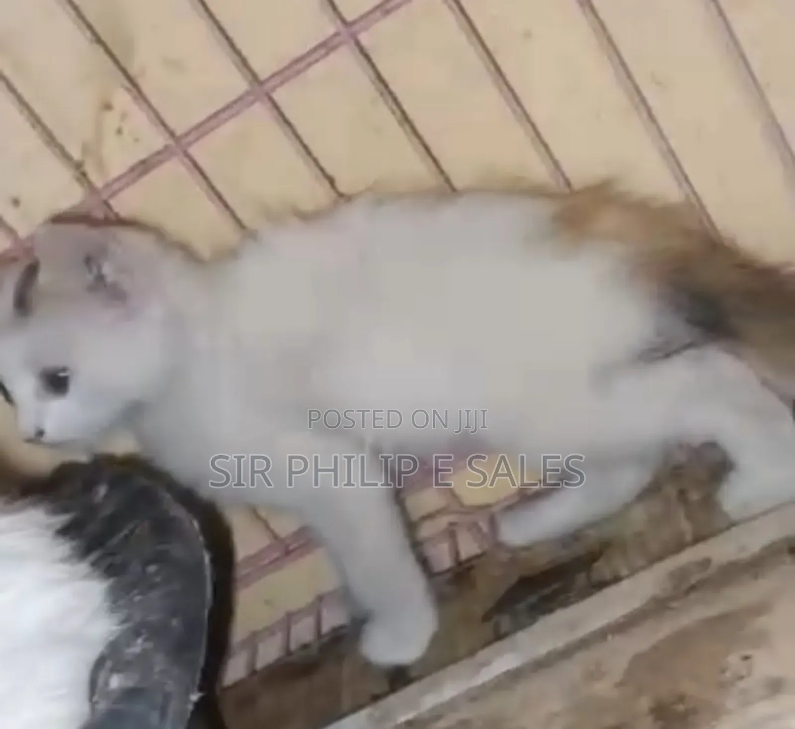 3-6 months Male Purebred Turkish Angora