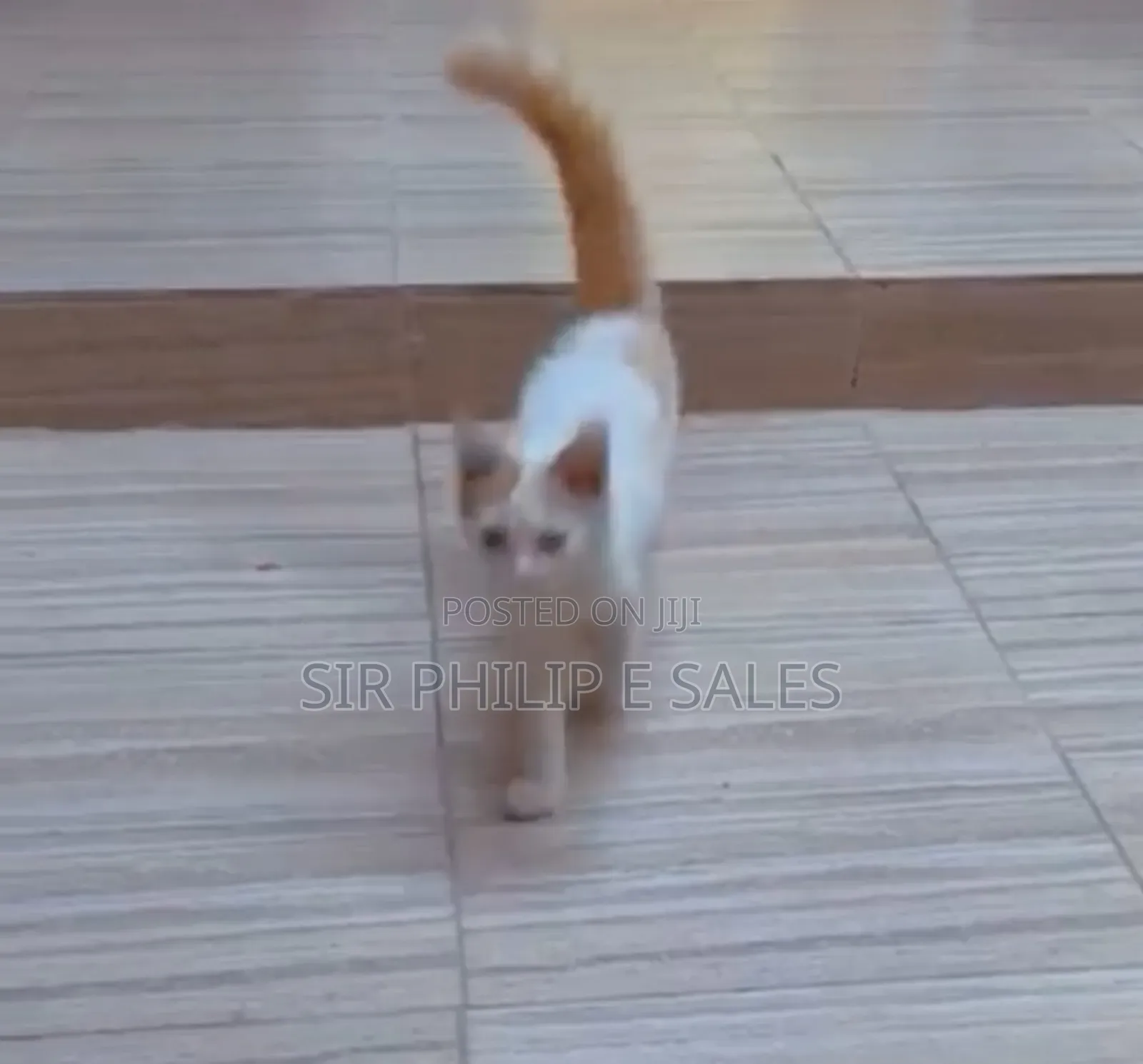 3-6 months Female Purebred Turkish Angora