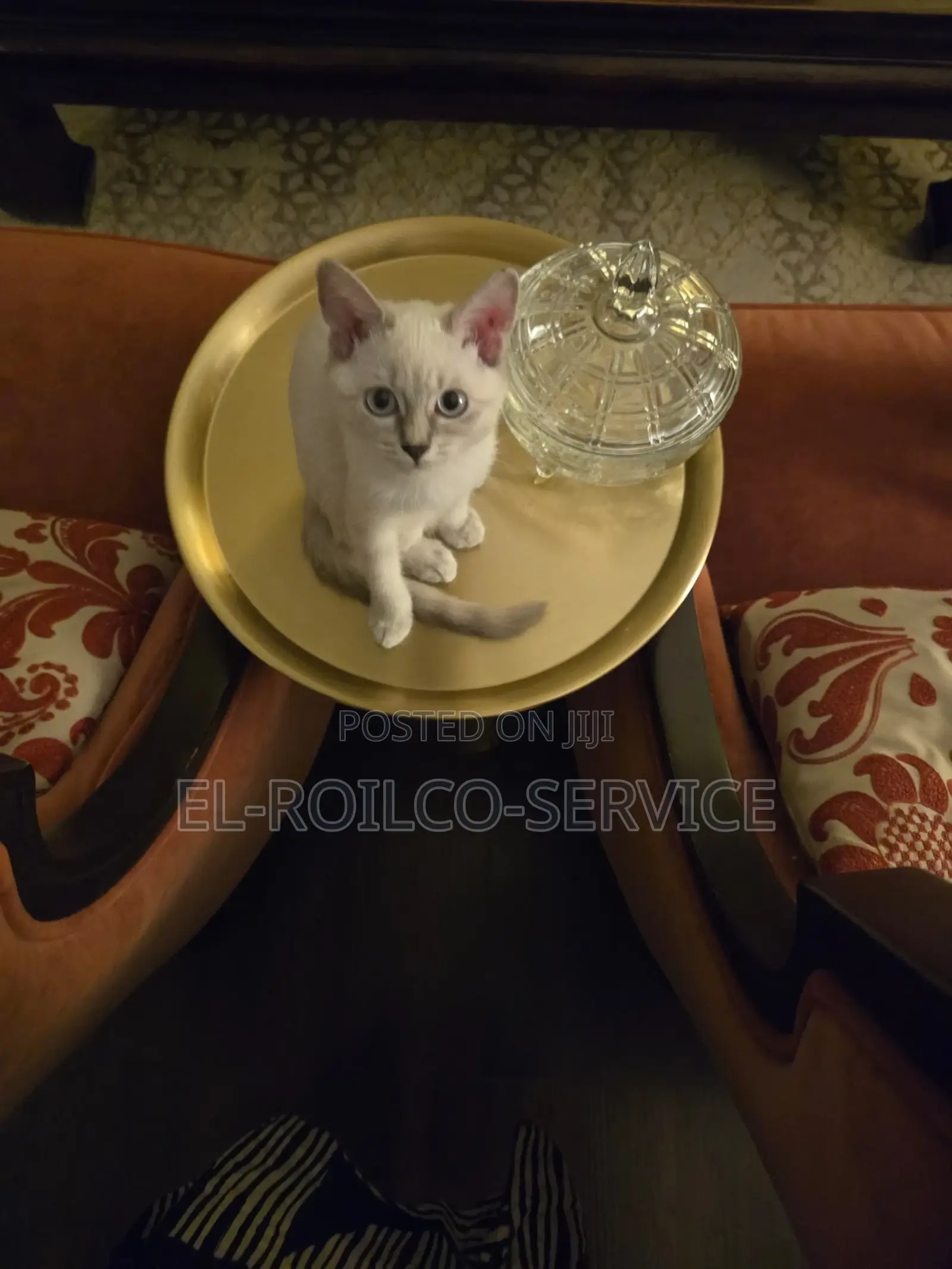 1-3 months Female Purebred British Shorthair