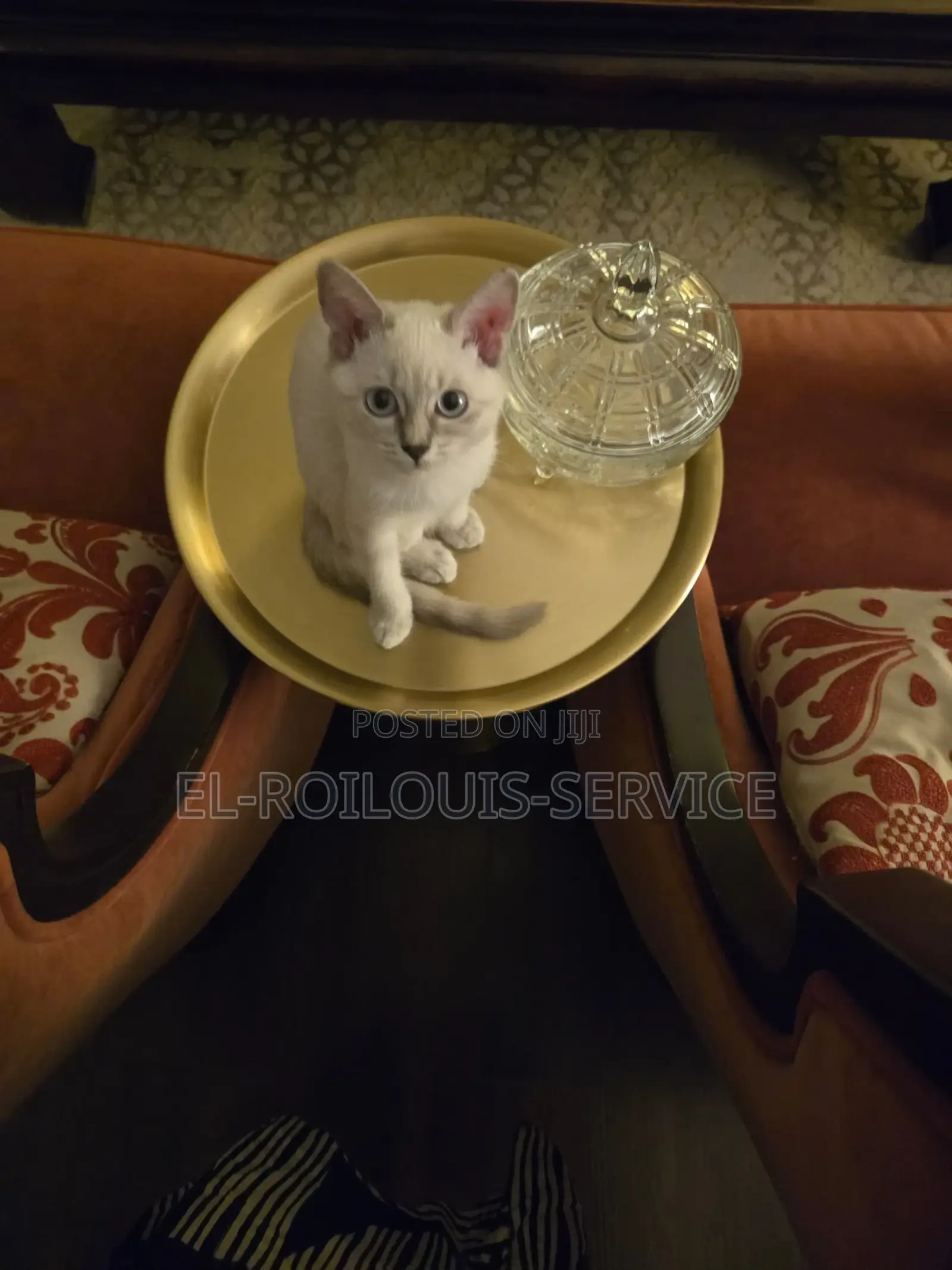 1-3 months Female Purebred British Shorthair