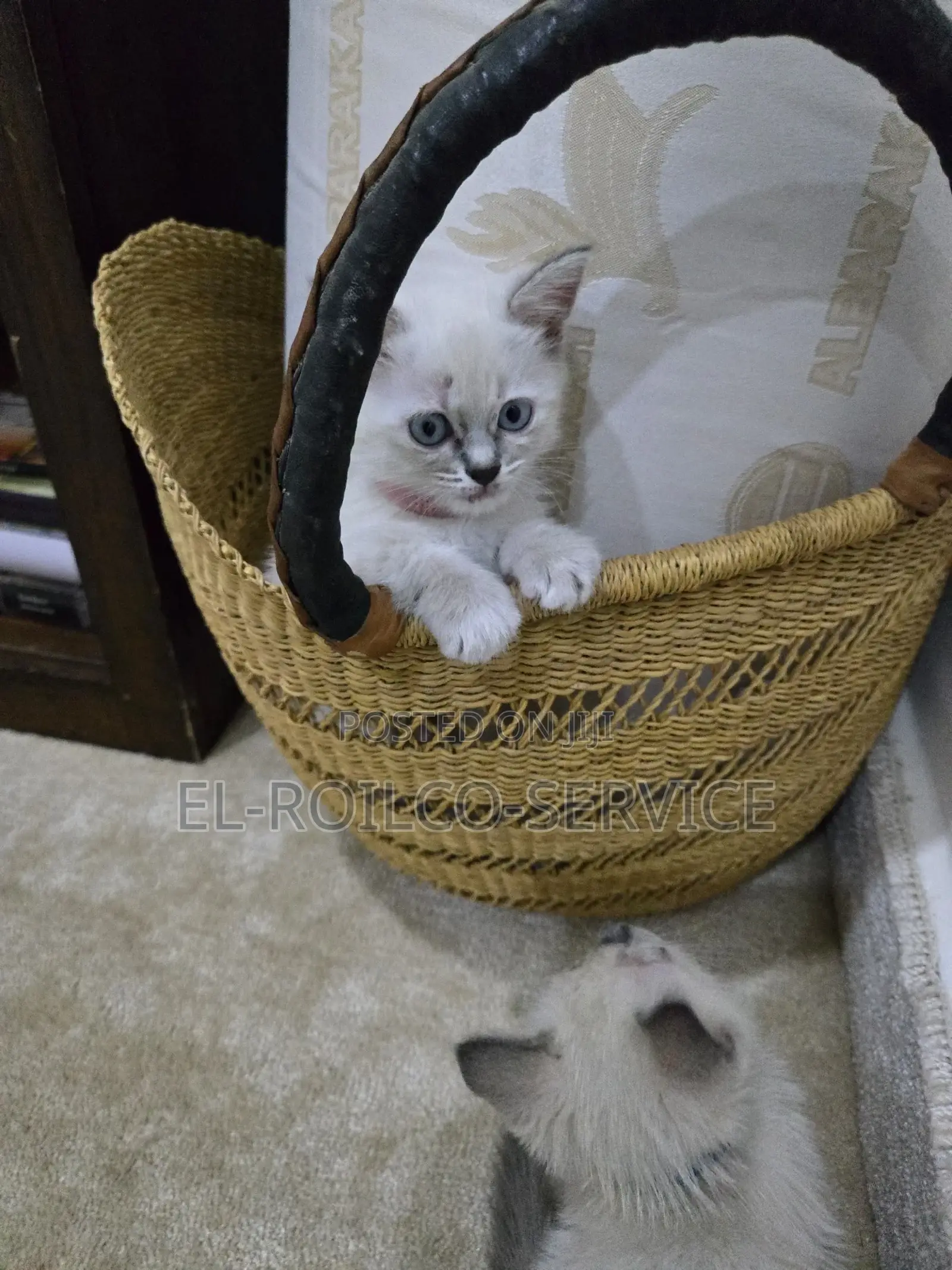 1-3 months Female Purebred British Shorthair