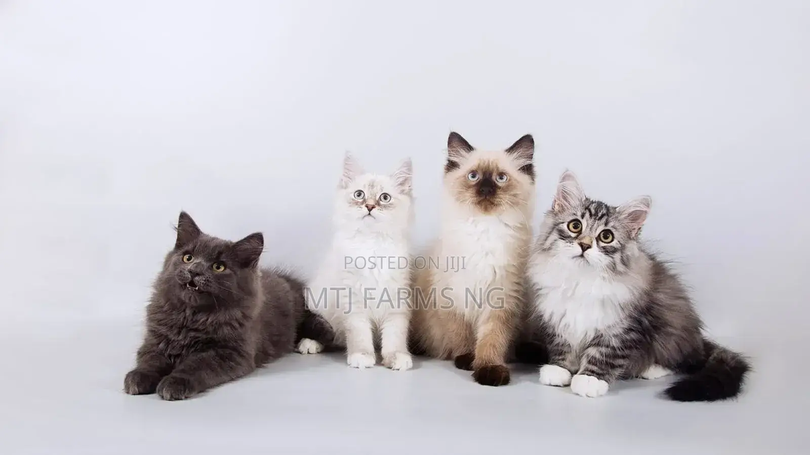 1-3 months Female Purebred
