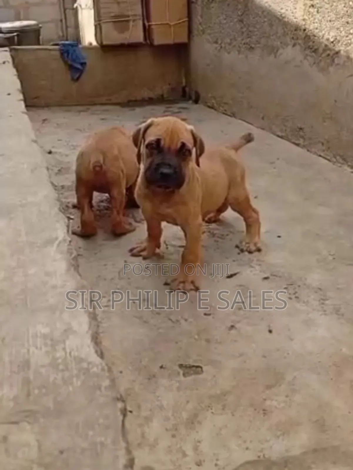 1-3 months Female Purebred Boerboel