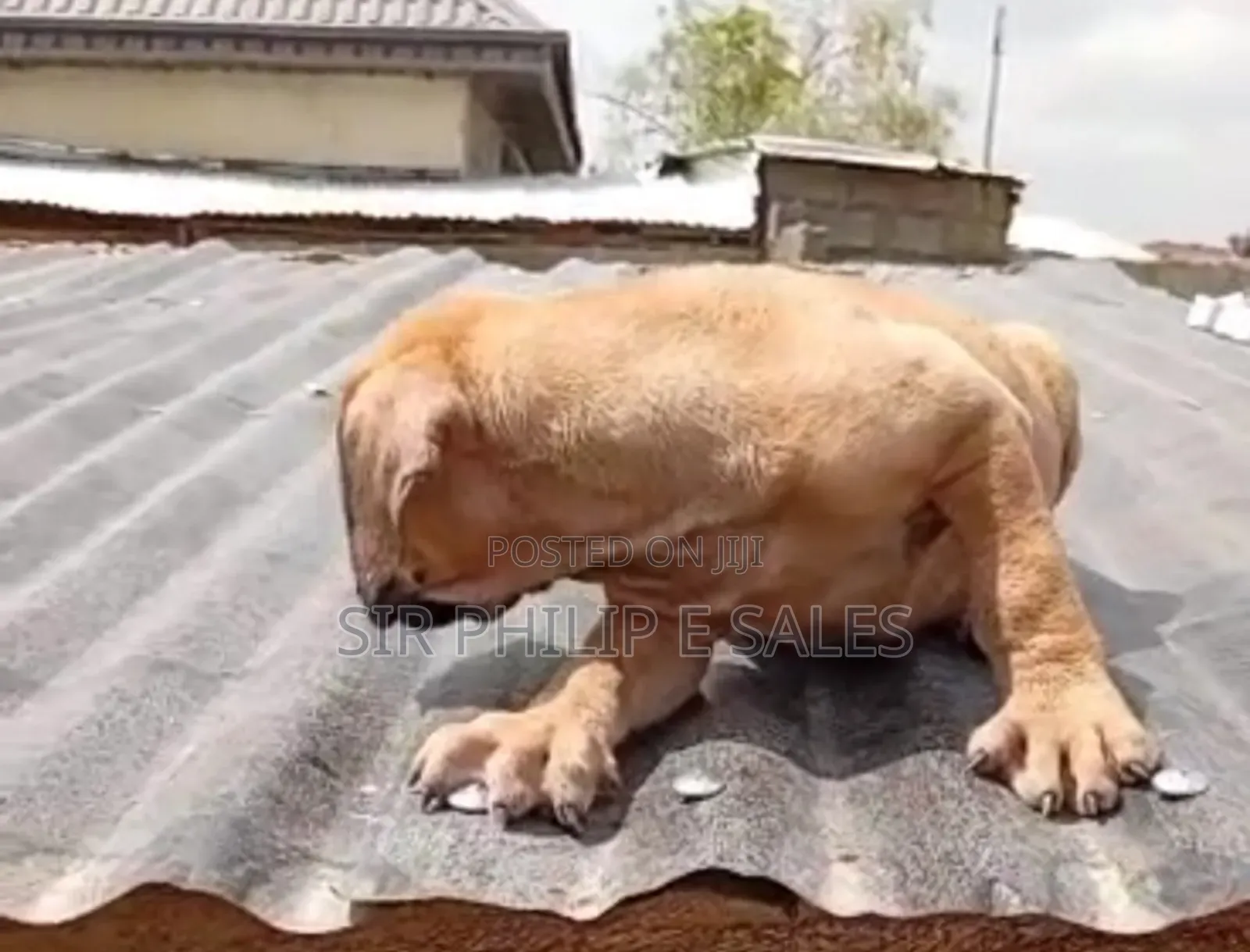 1-3 months Female Purebred Boerboel