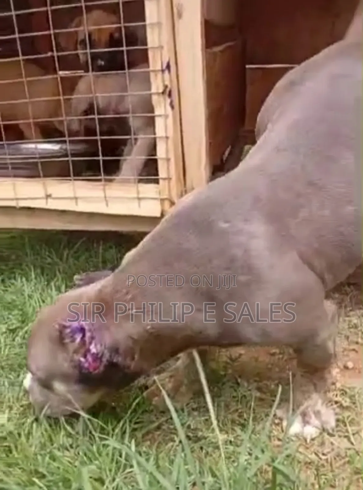 3-6 months Female Purebred American Bully