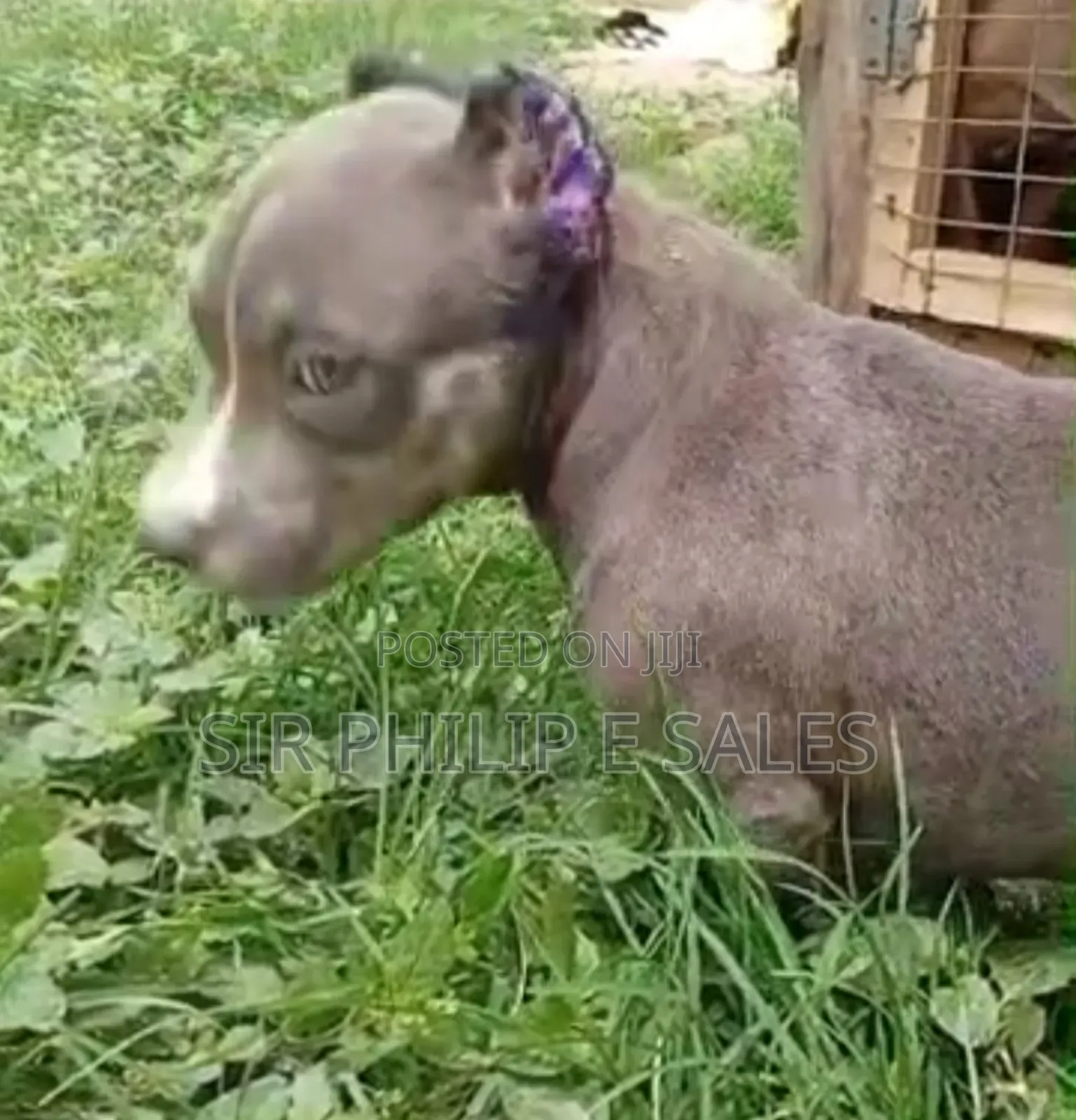 3-6 months Female Purebred American Bully
