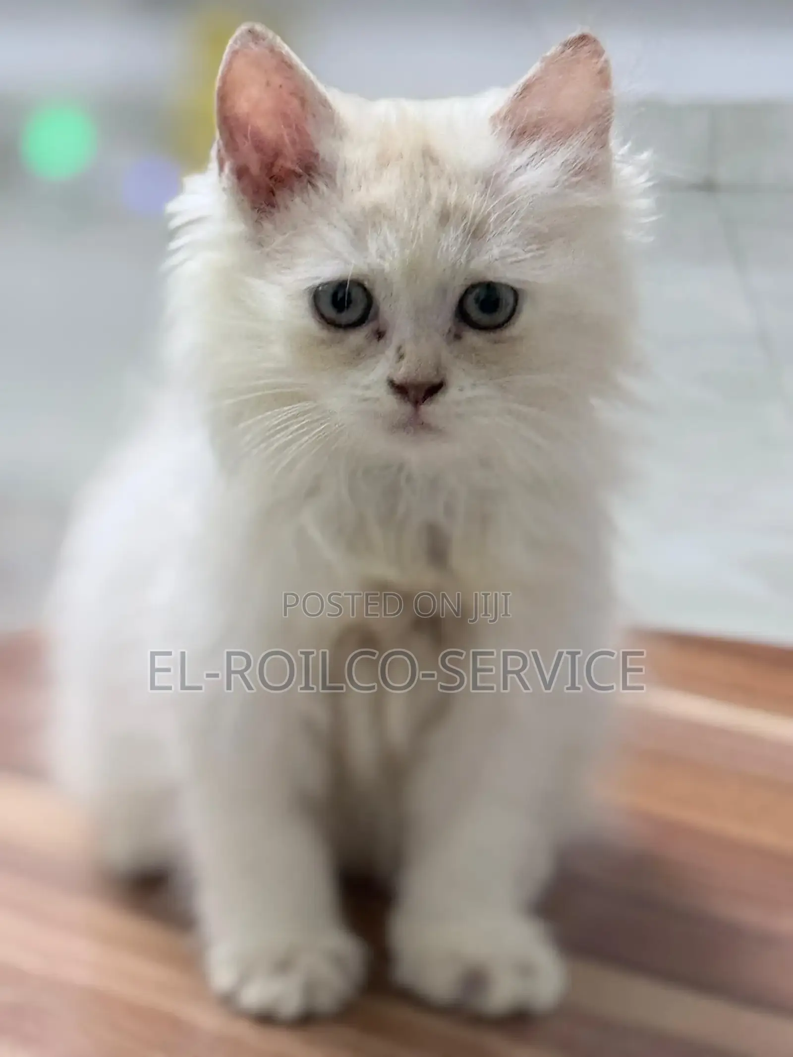 1-3 months Male Purebred Persian
