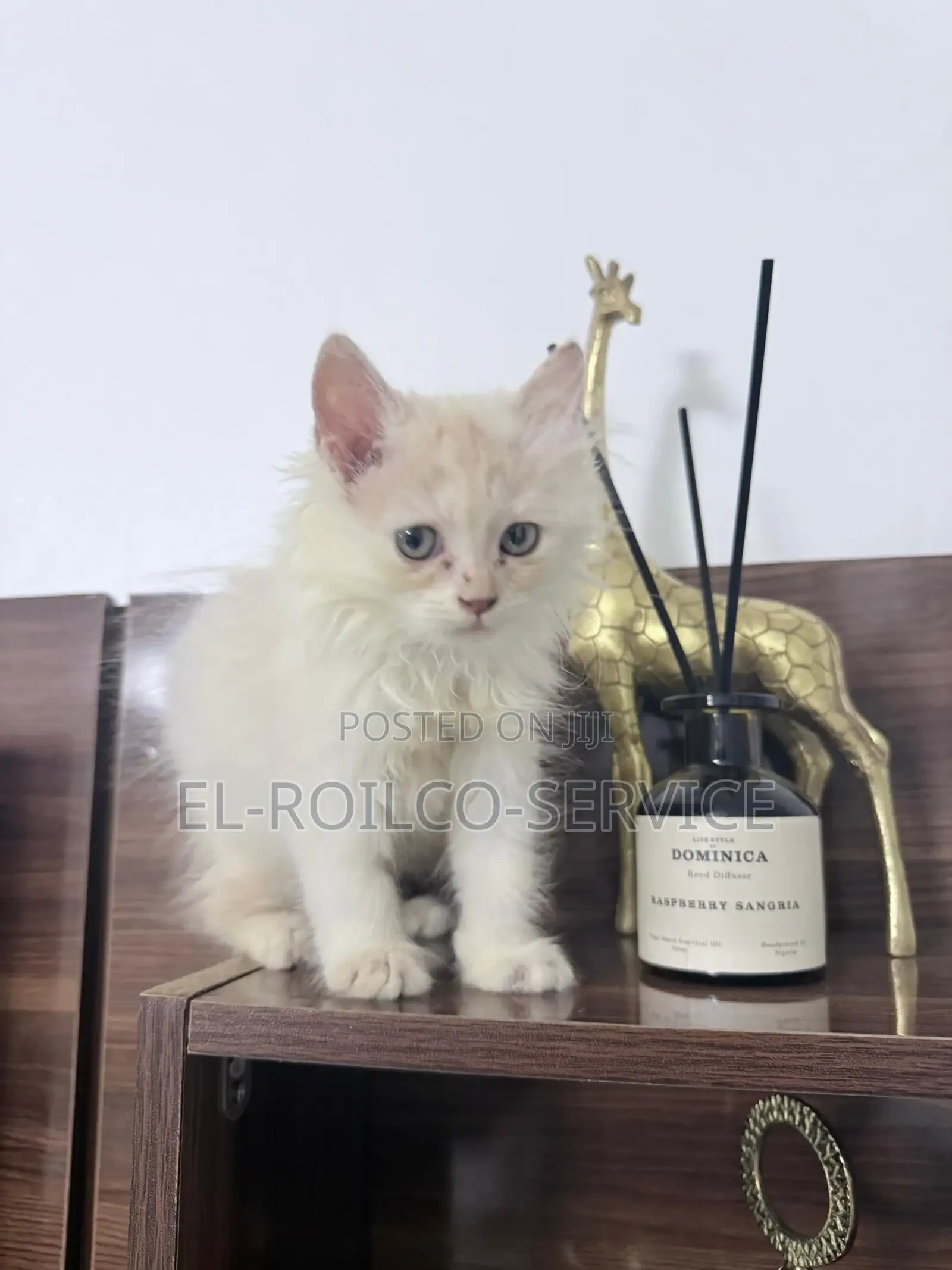 1-3 months Male Purebred Persian