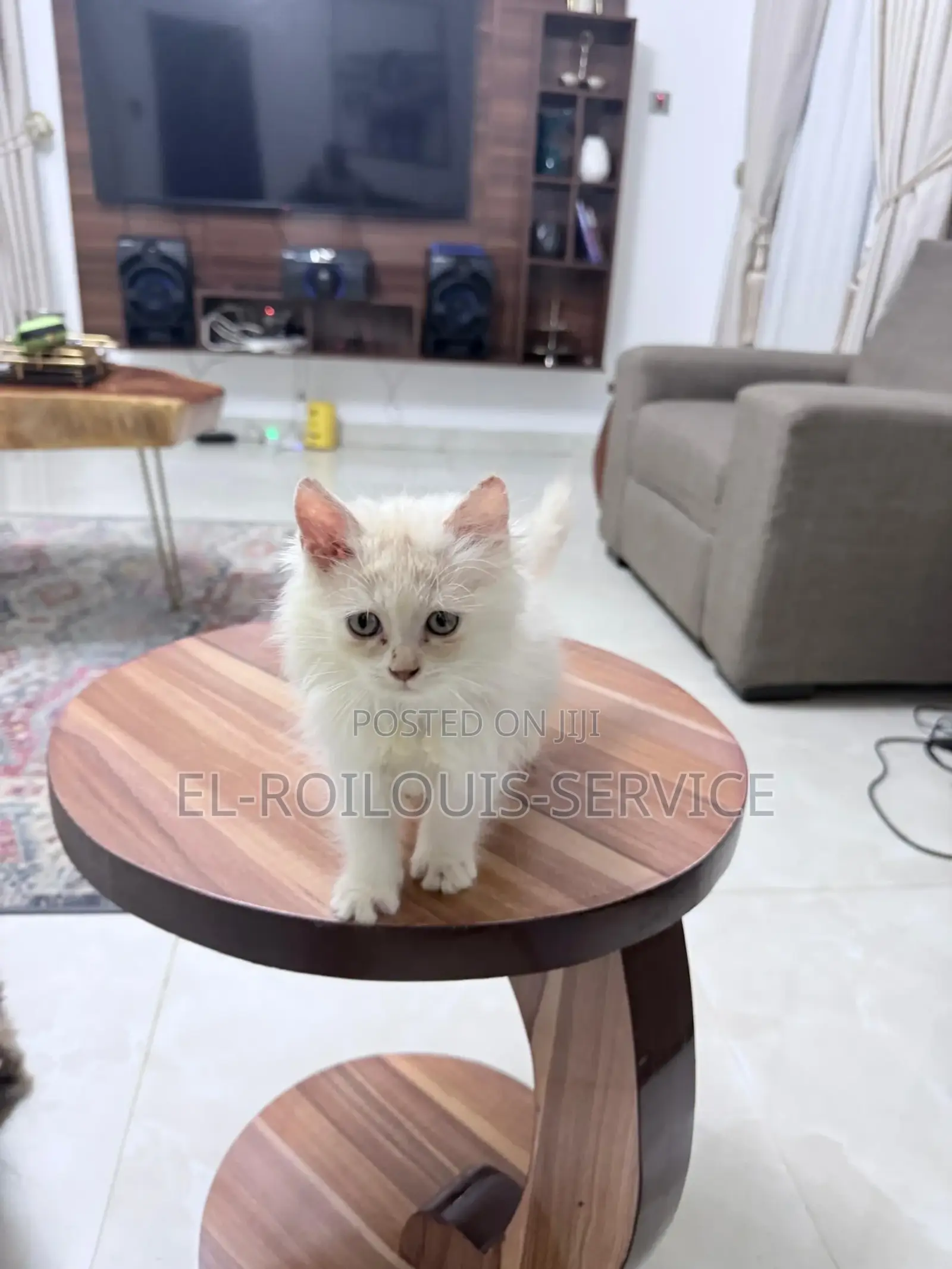 1-3 months Male Purebred Persian