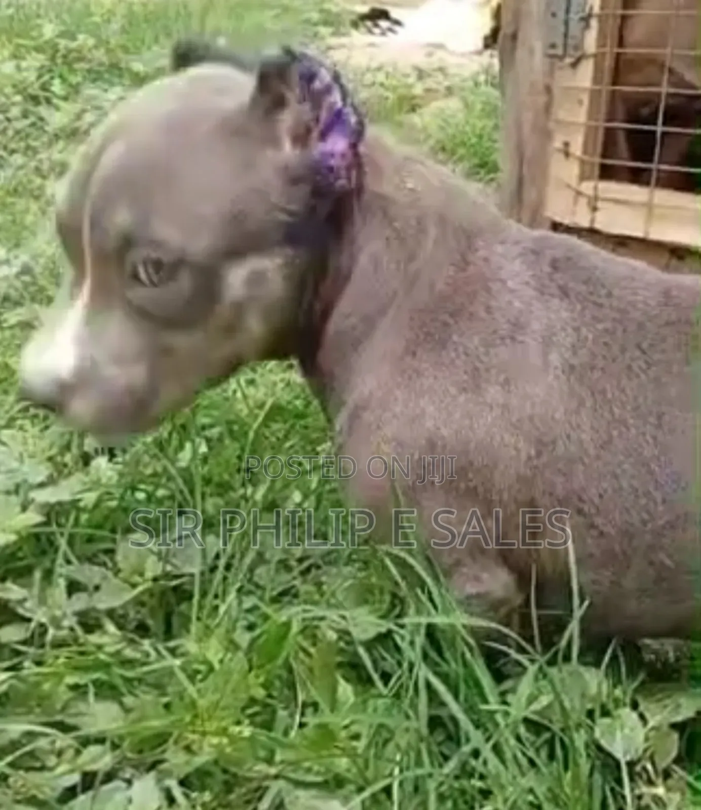 3-6 months Female Purebred American Bully