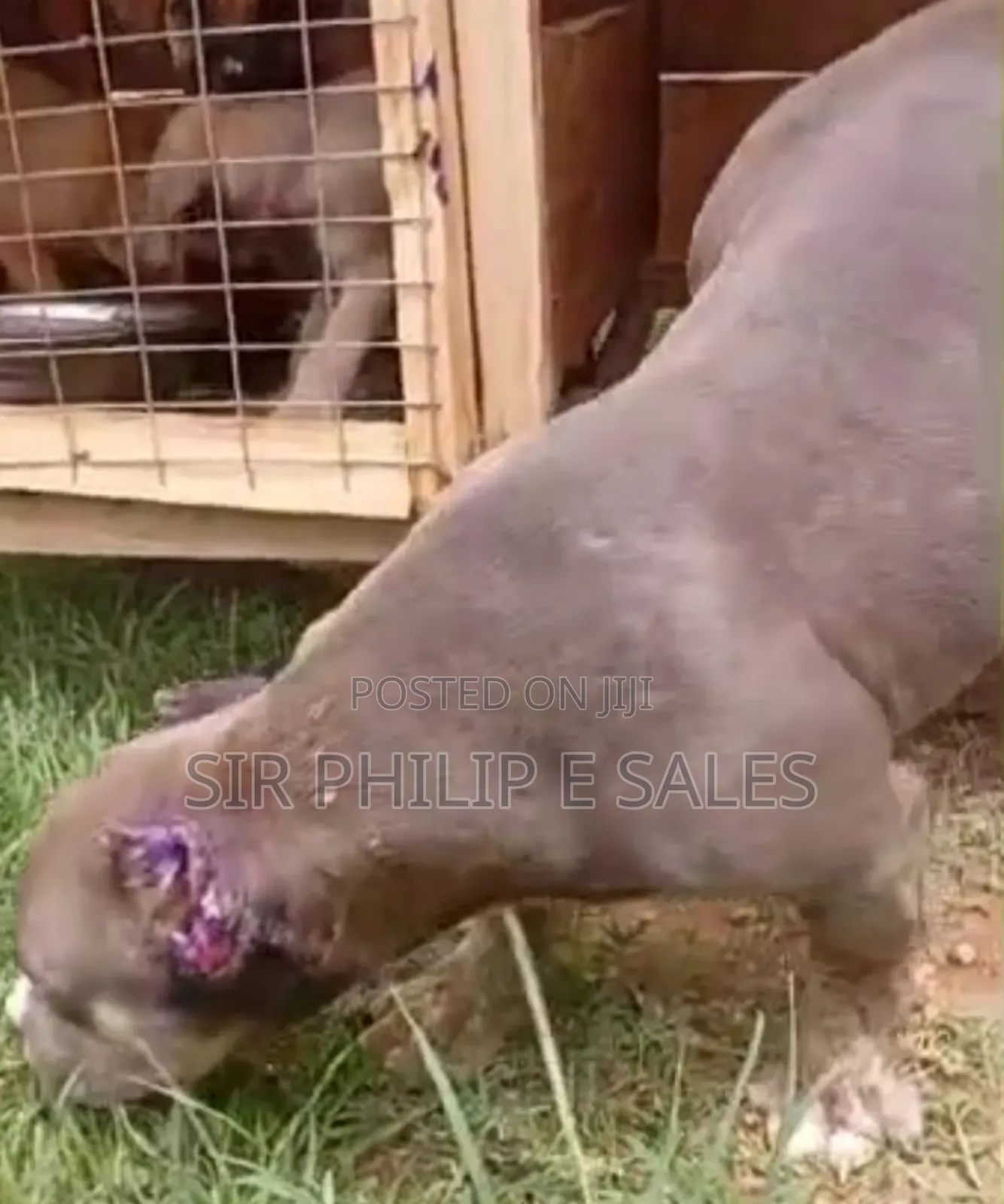 3-6 months Female Purebred American Bully
