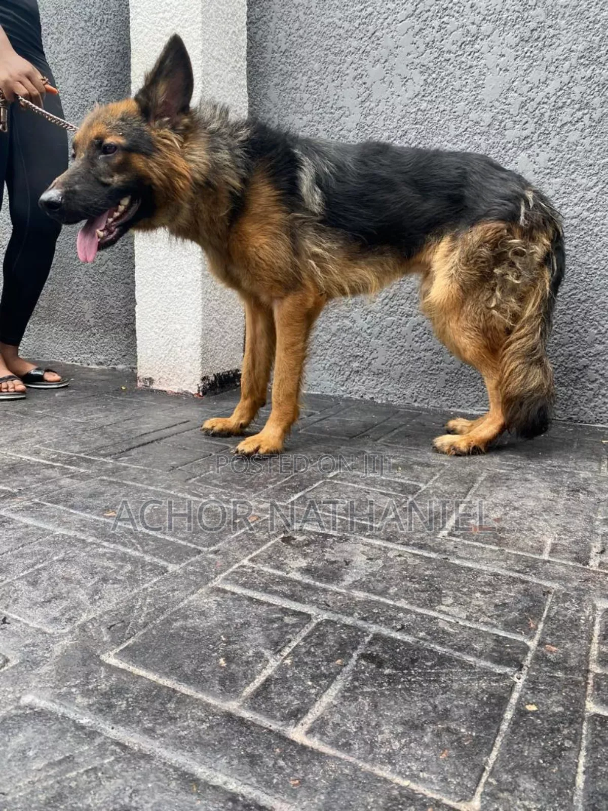 6-12 months Male Purebred German Shepherd