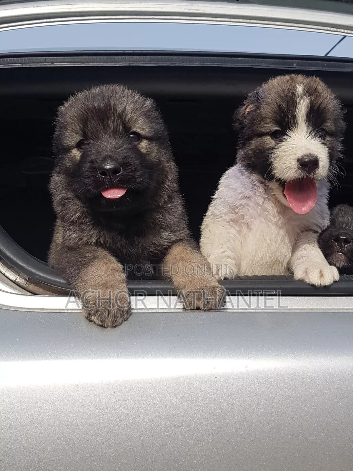 1-3 months Male Purebred Caucasian Shepherd