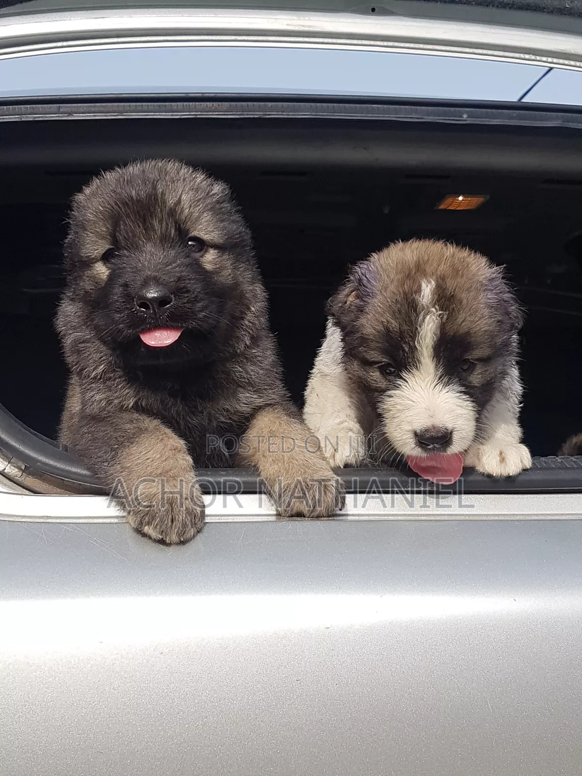 1-3 months Male Purebred Caucasian Shepherd