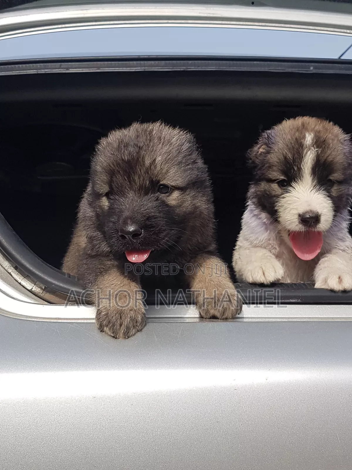 1-3 months Male Purebred Caucasian Shepherd