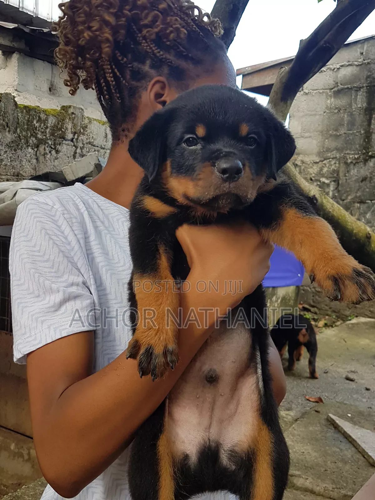 1-3 months Male Purebred Rottweiler