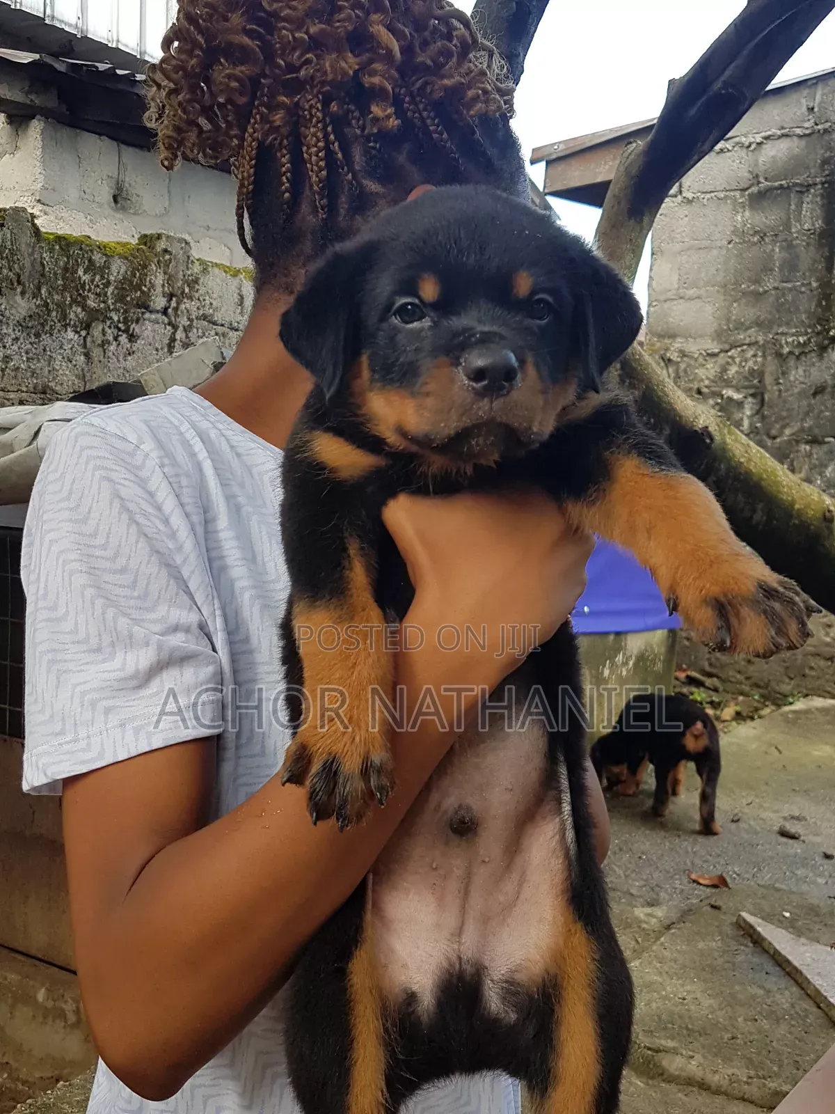 1-3 months Male Purebred Rottweiler