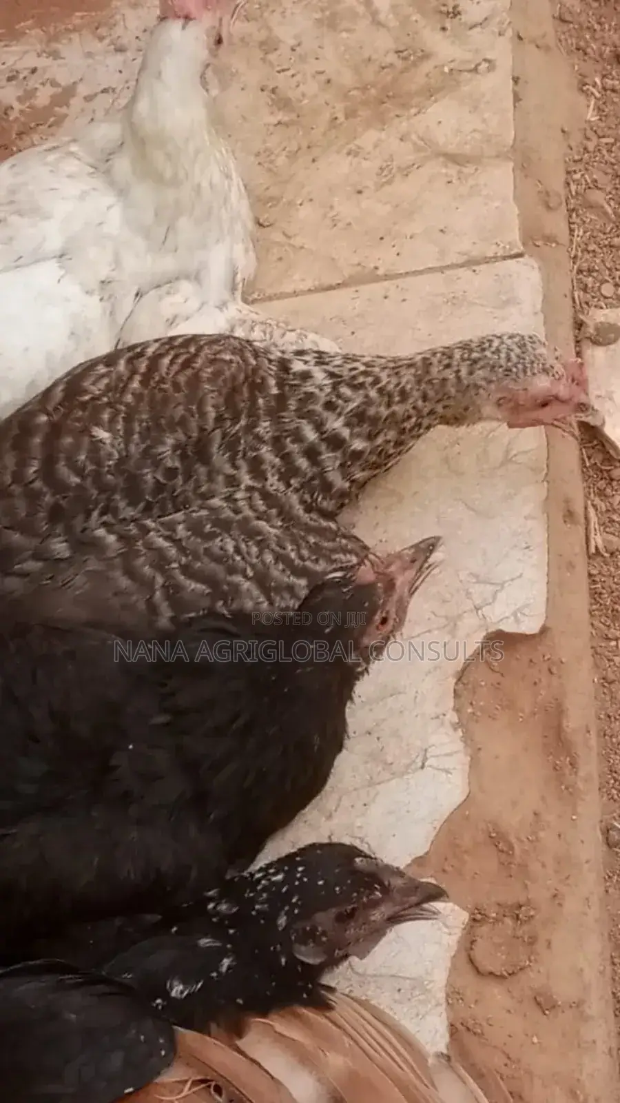 Fulani Chicken and Hausa Hen