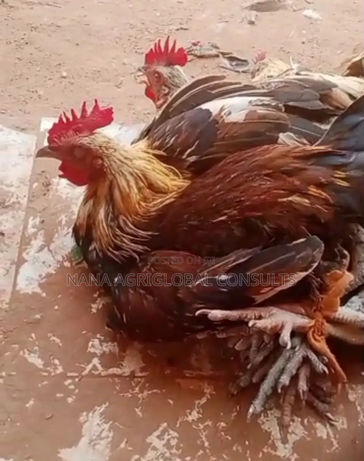 Fulani Chicken and Hausa Hen