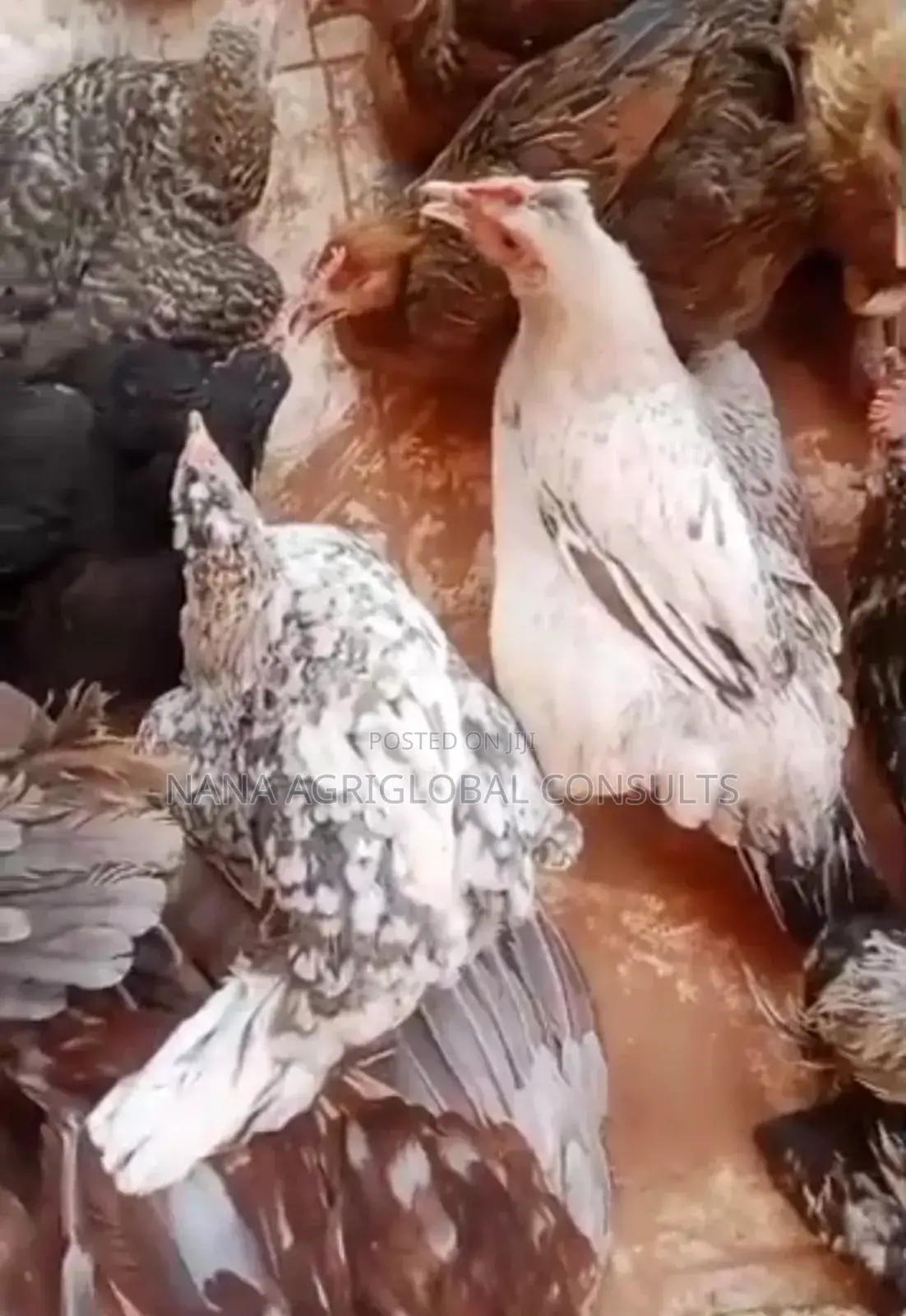 Fulani Chicken and Hausa Hen