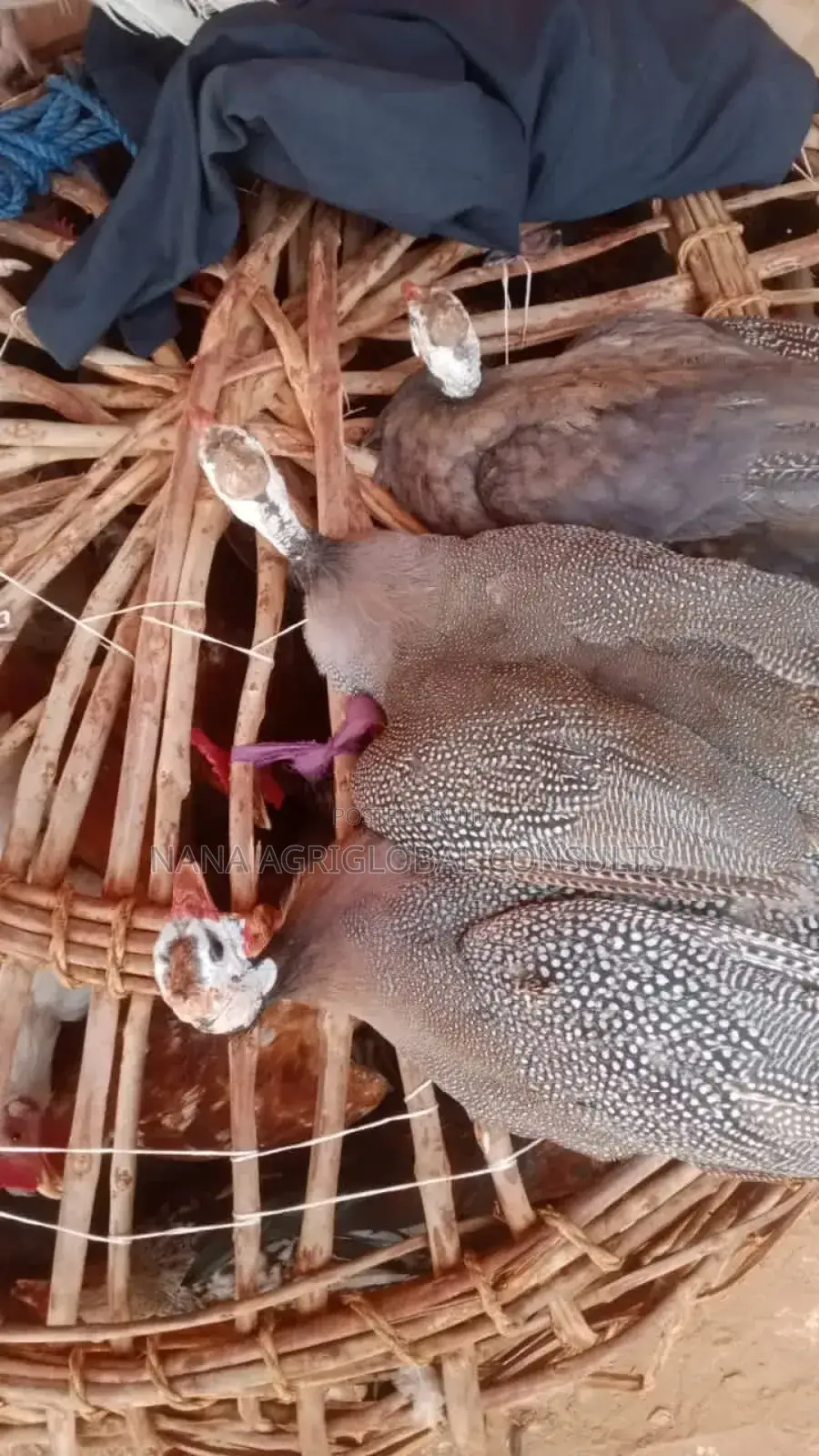 Fulani Chicken and Hausa Hen