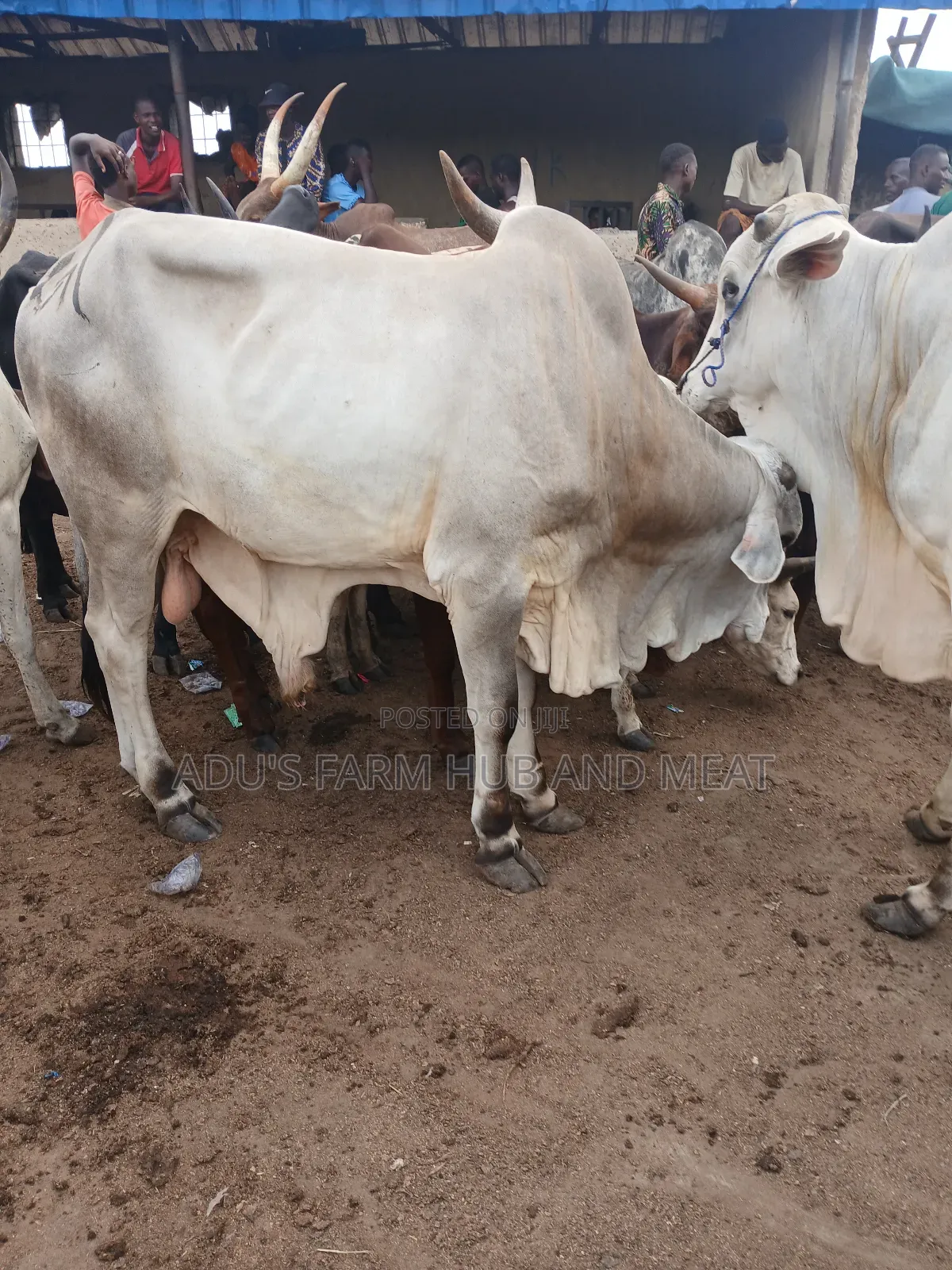 Healthy Giant Cows