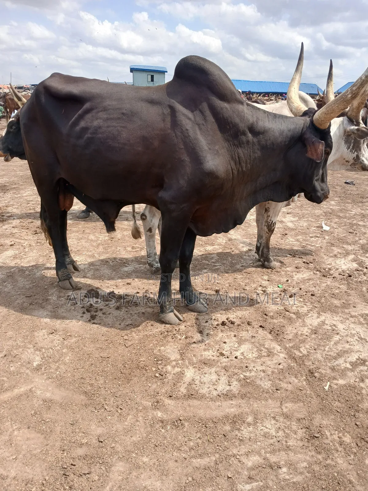 Healthy Giant Cows