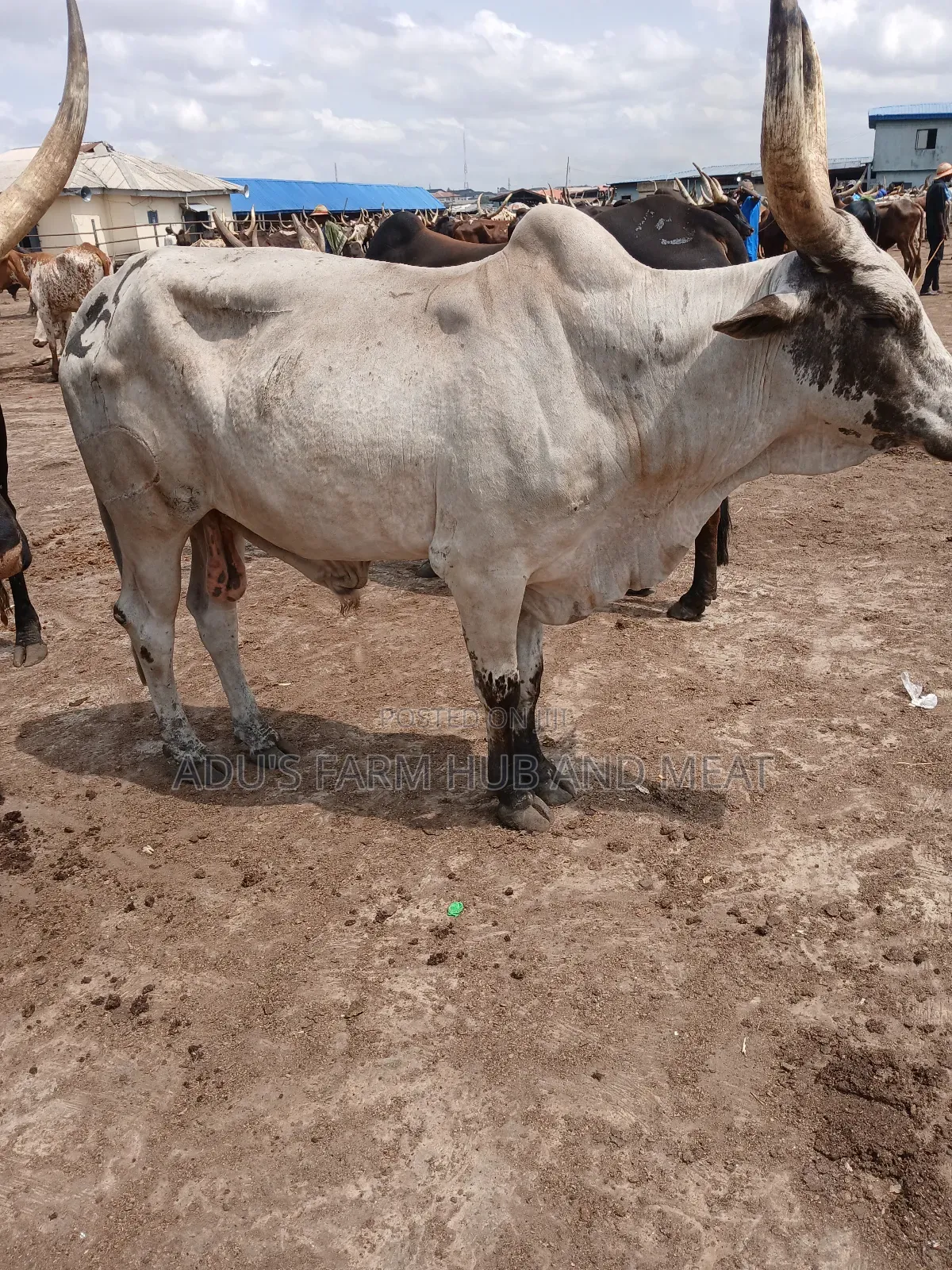 Healthy Giant Cows