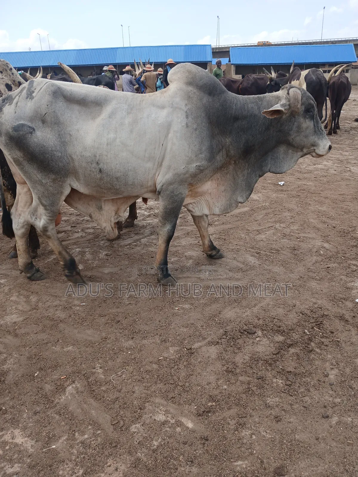 Healthy Giant Cows