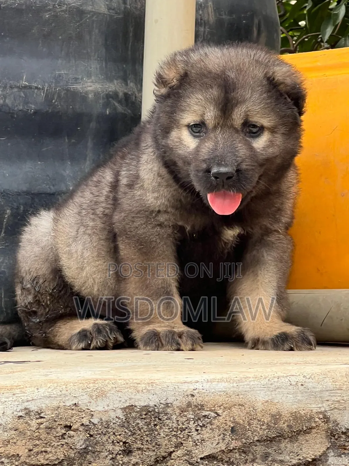 1-3 months Female Purebred Caucasian Shepherd