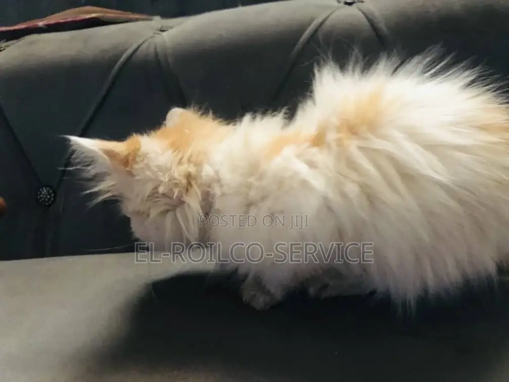 1-3 months Male Purebred Turkish Angora