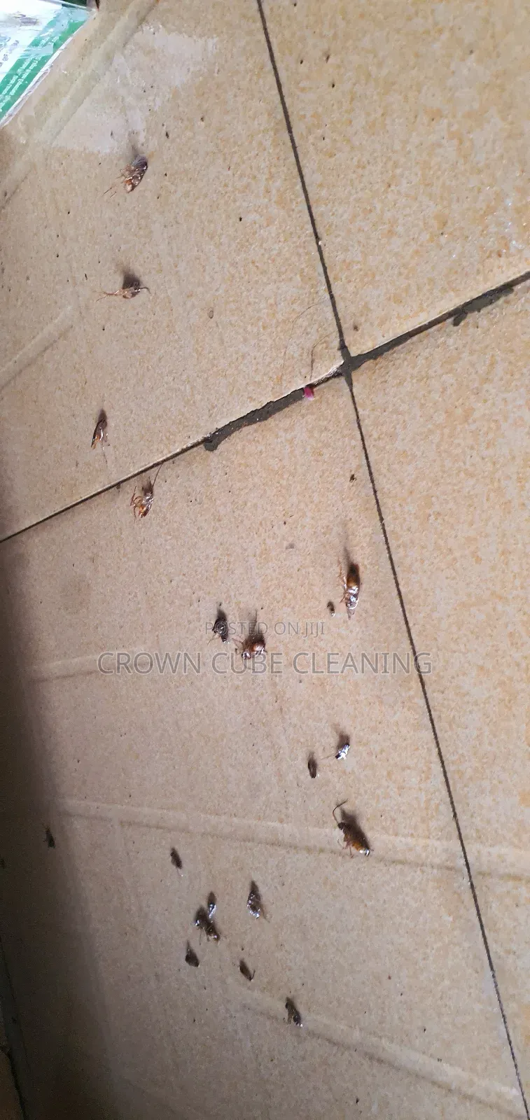 For Professional Fumigation and Cleaning Services