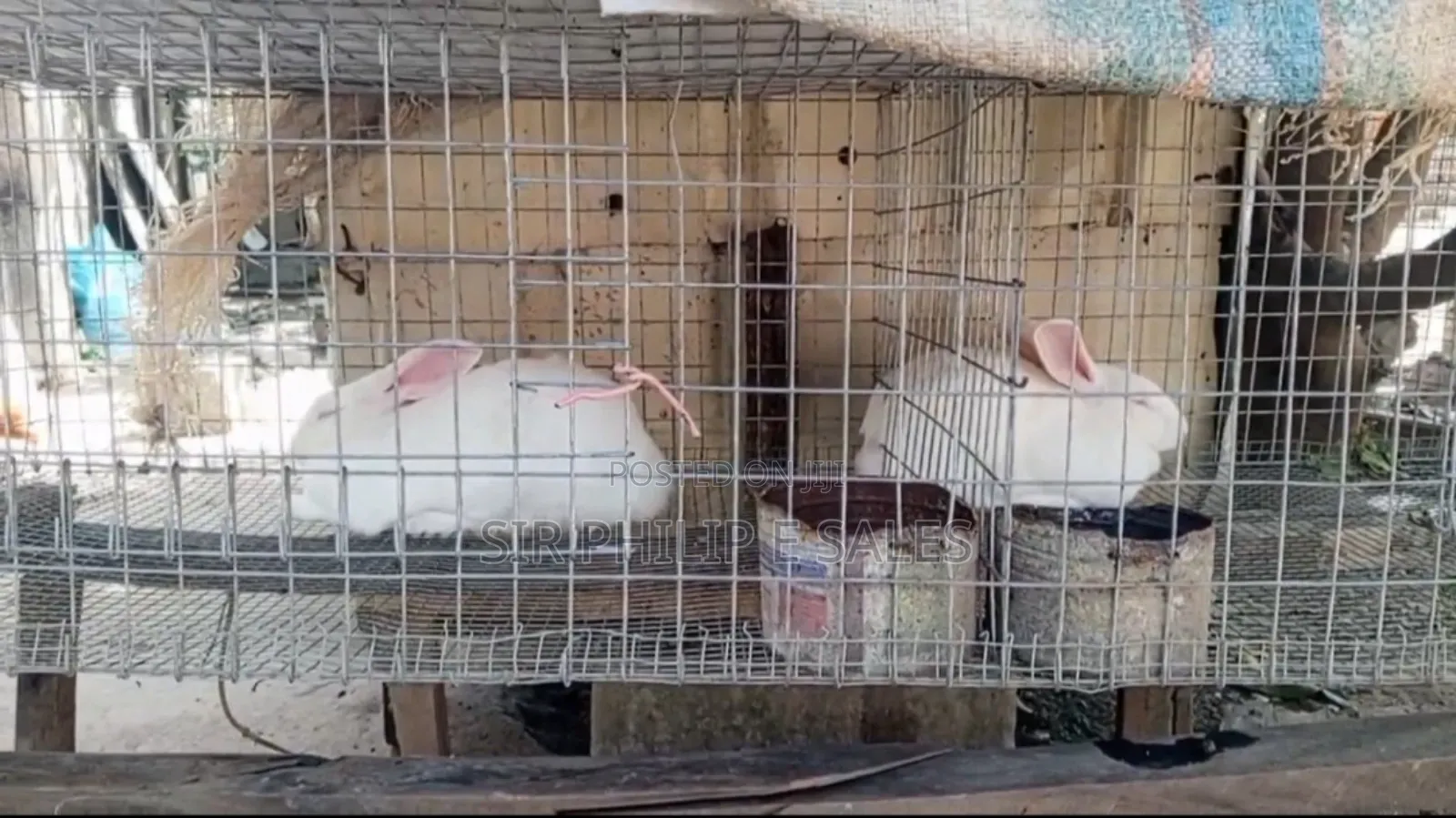 Gowers Rabbit