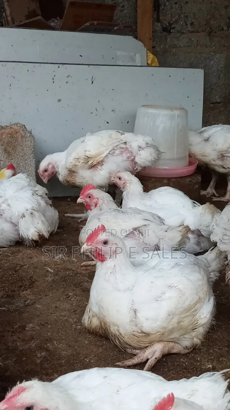 Boiler Chicken