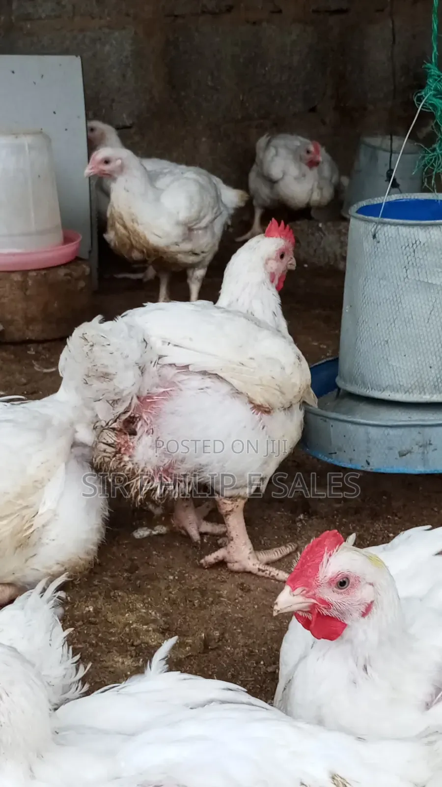 Boiler Chicken