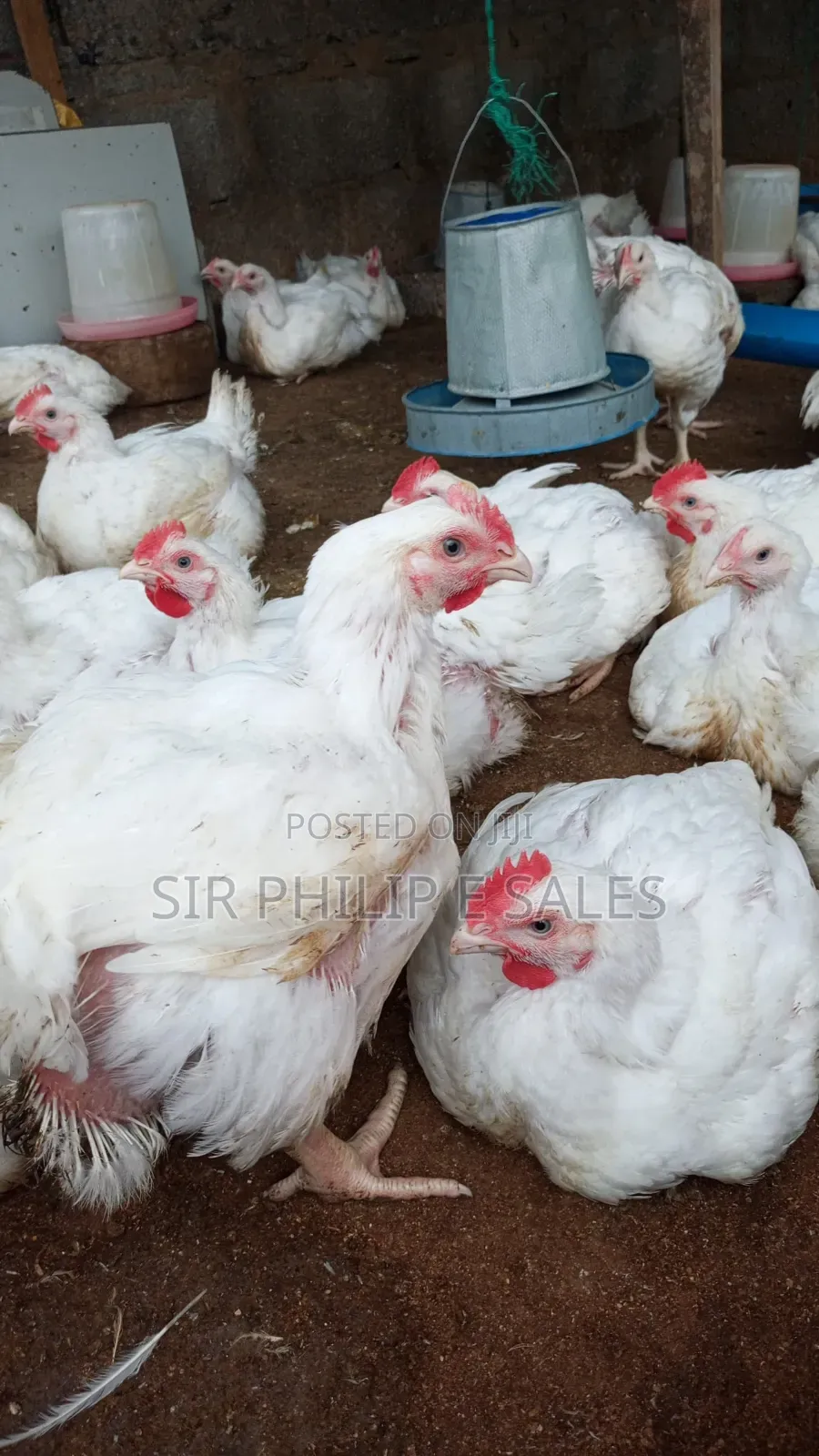 Boiler Chicken