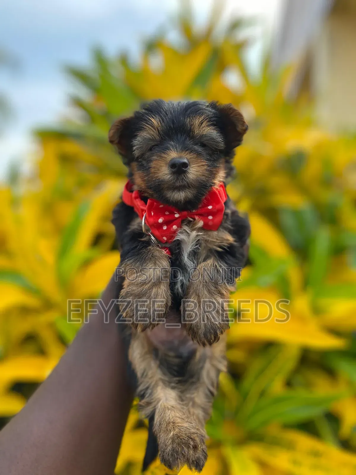 1-3 months Male Purebred Yorkshire Terrier