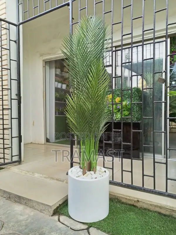 Cylinder Fiberglass Pot Potted With 180cm Palm Plant